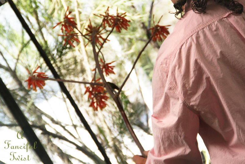 Hummingbird heart 11 Hummingbird heart 11