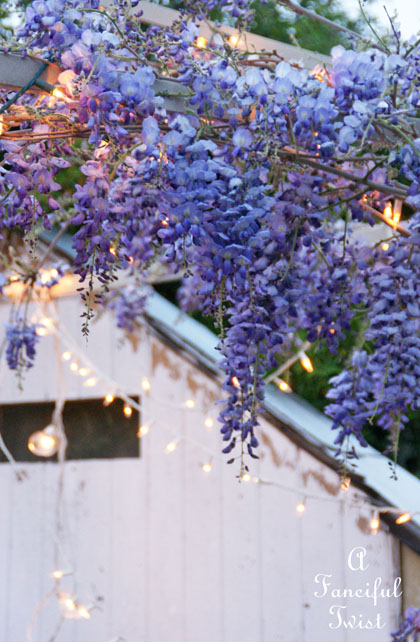 Wisteria 11 Wisteria 11