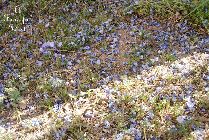 Wisteria 2 Wisteria 2