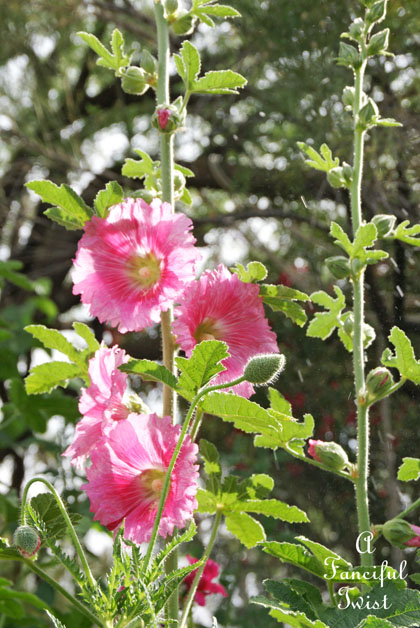 Vanessa valencia garden 4 Vanessa valencia garden 4