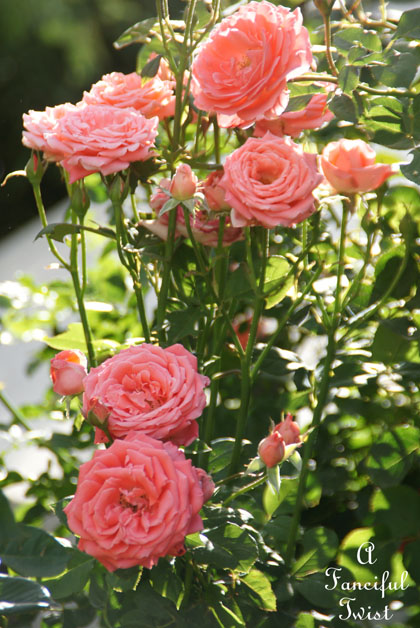 Vanessa valencia garden 7 Vanessa valencia garden 7