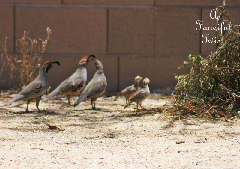 Quail cakes 1 Quail cakes 1
