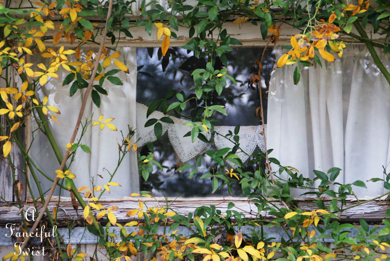 Fall garden 20 Fall garden 20