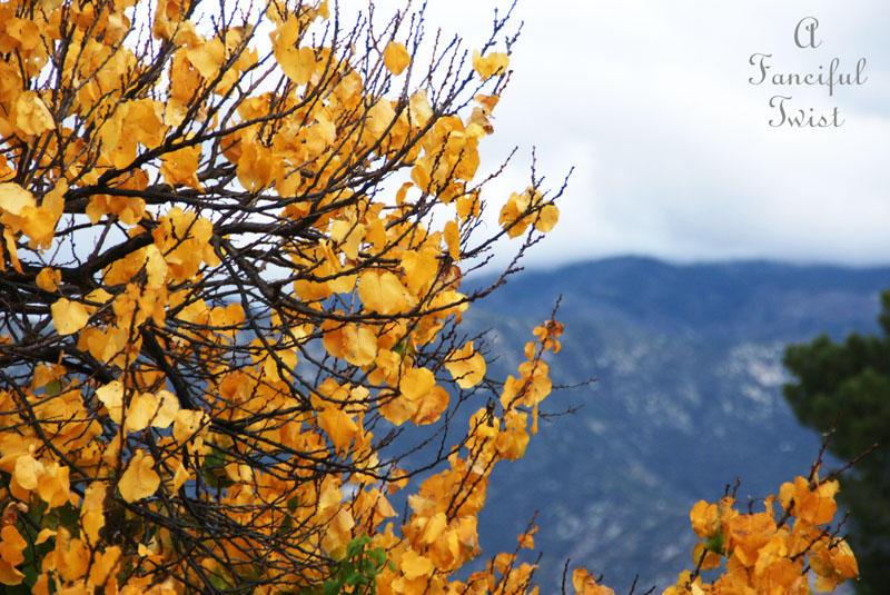 Fall garden 14 Fall garden 14