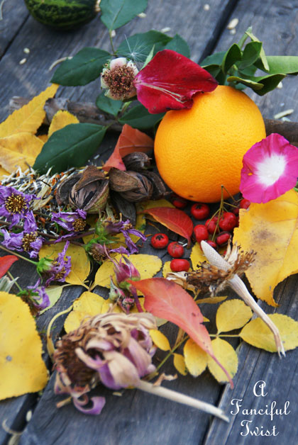 Fall garden 17 Fall garden 17