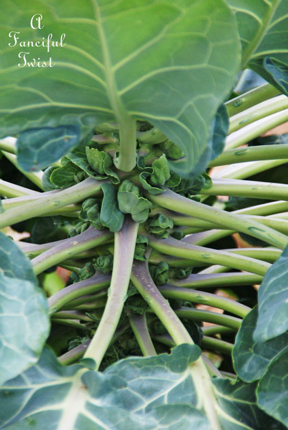 Fall garden 8 Fall garden 8