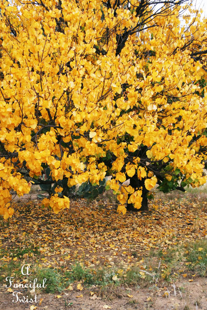 Fall garden 13 Fall garden 13