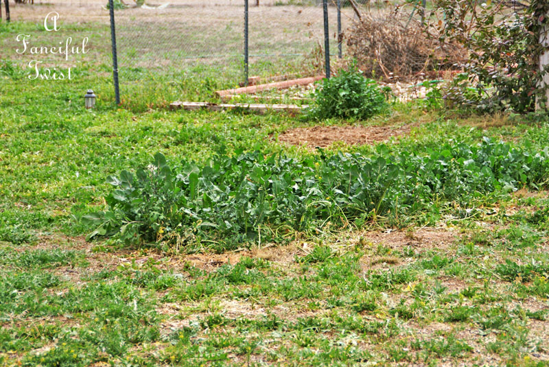 Winter garden 12 Winter garden 12