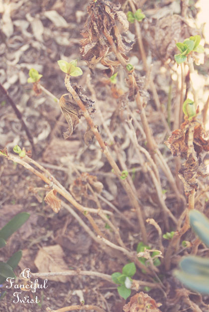 Spring things 16 Spring things 16