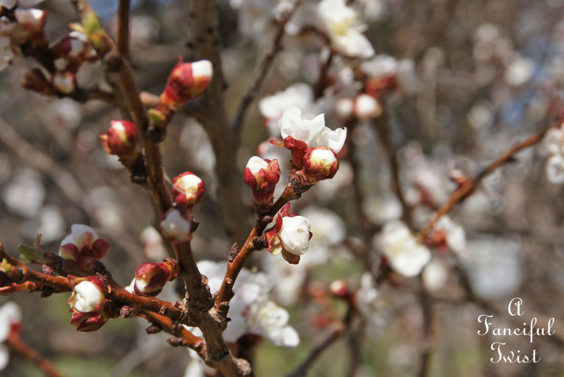 Blossoms 11 Blossoms 11