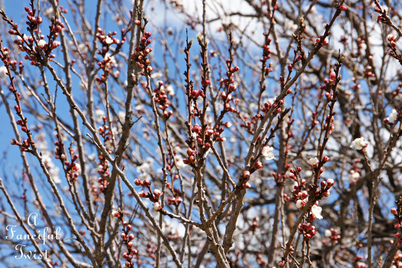 Blossoms 12 Blossoms 12