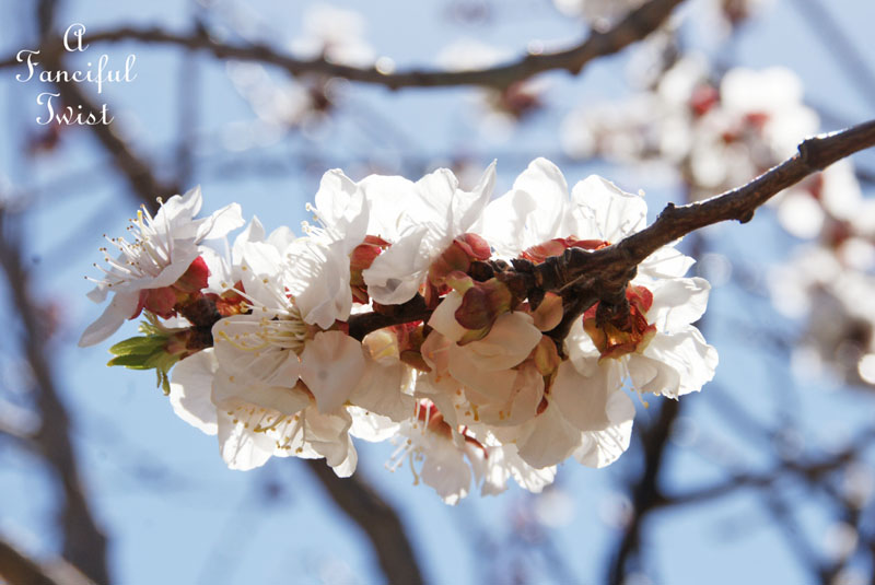Blossoms 7 Blossoms 7