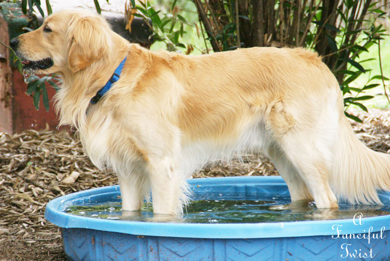 Summer flowers 8 Summer flowers 8