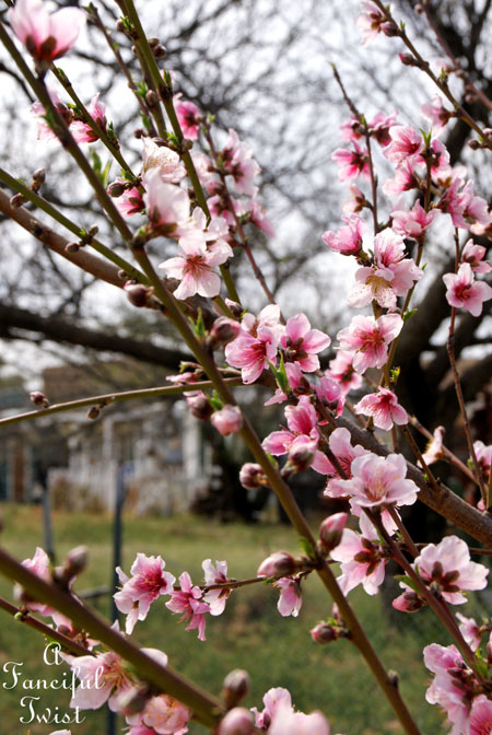Blooming 8 Blooming 8
