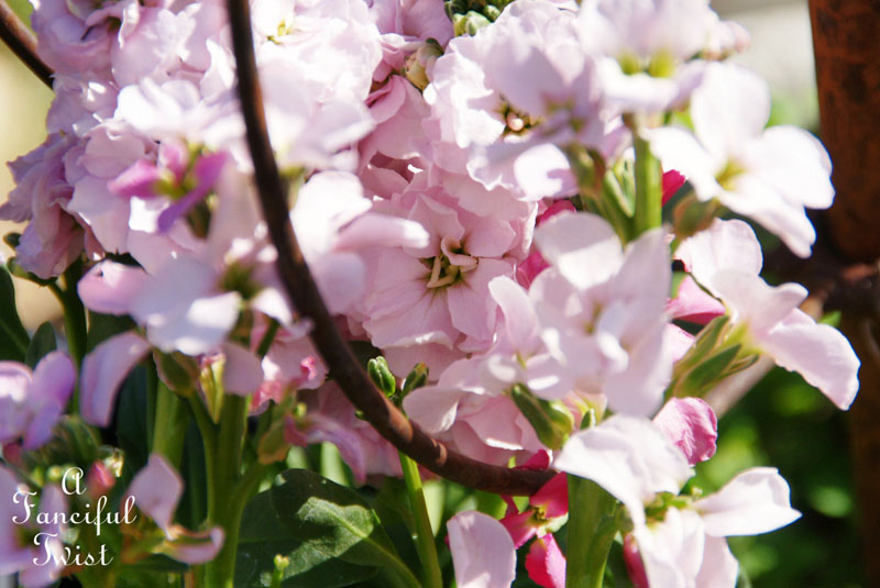 Blooming 17 Blooming 17
