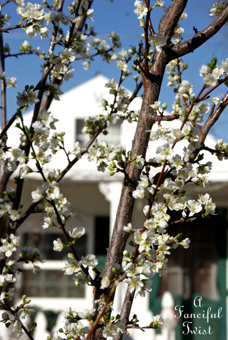 Blooming 19 Blooming 19