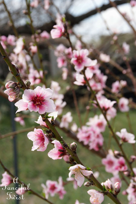 Blooming 7 Blooming 7