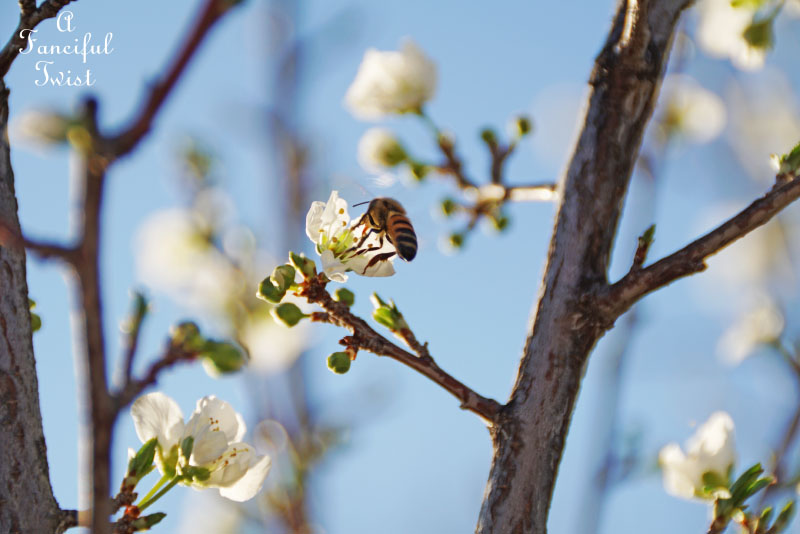 Spring magic 13 Spring magic 13