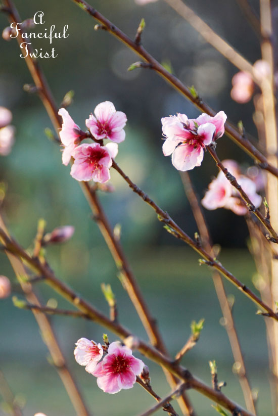 Spring magic 18 Spring magic 18