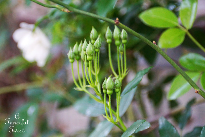 Spring magic 3 Spring magic 3