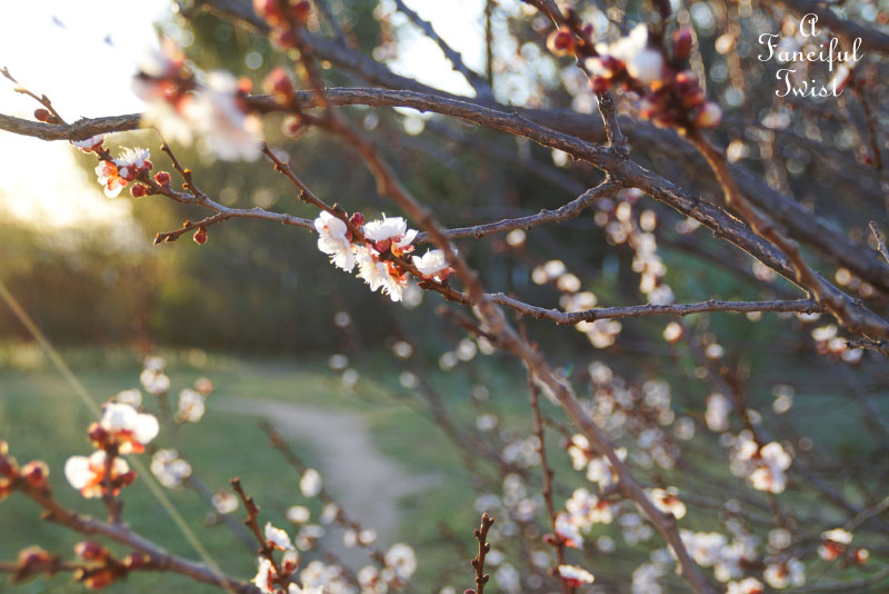 Spring magic 19 Spring magic 19