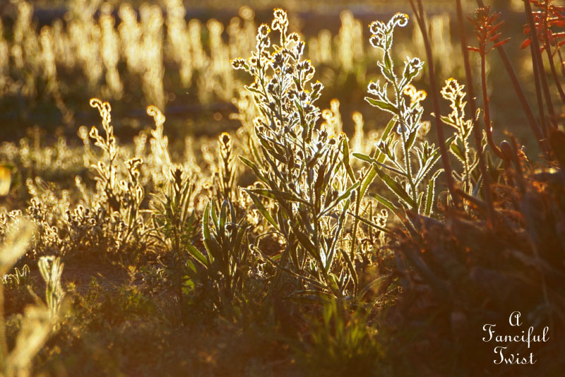 Spring magic 2 Spring magic 2