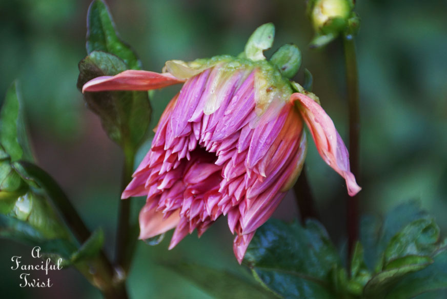 Moon and monsoon 11 Moon and monsoon 11