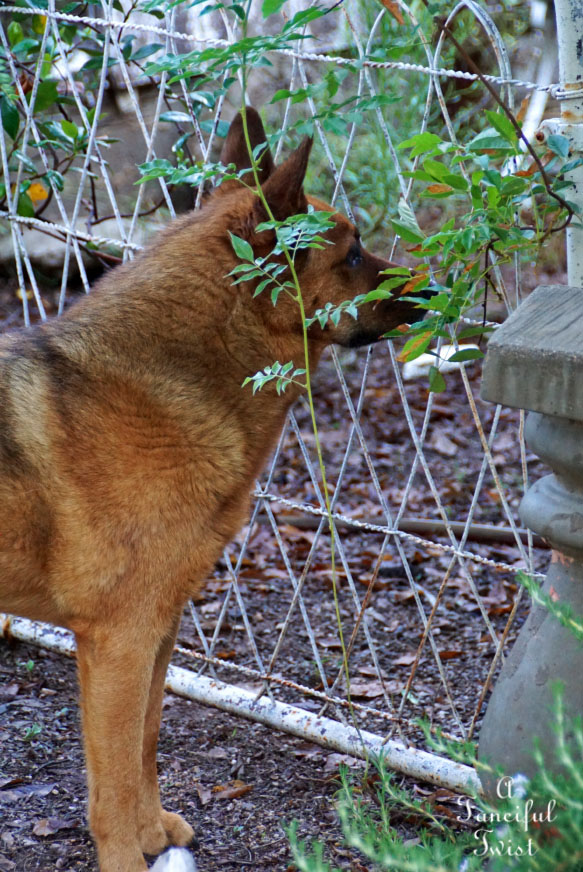 Moon and monsoon 17 Moon and monsoon 17