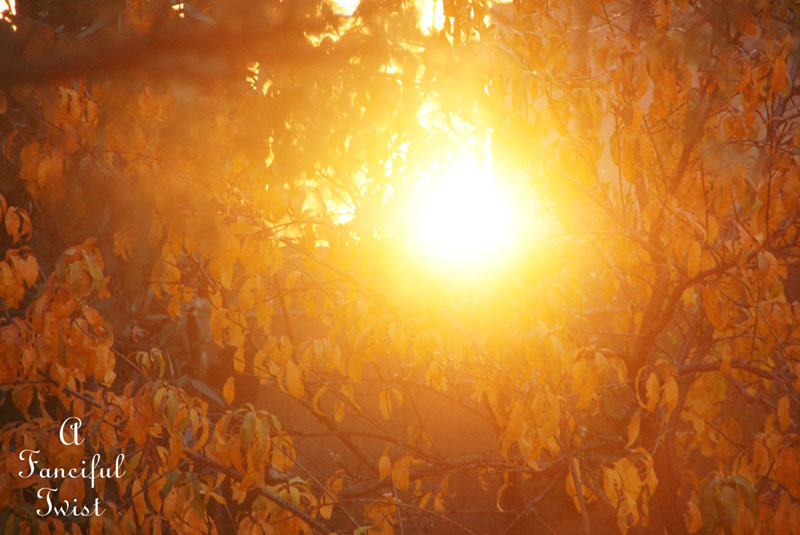 Fall garden Fall garden