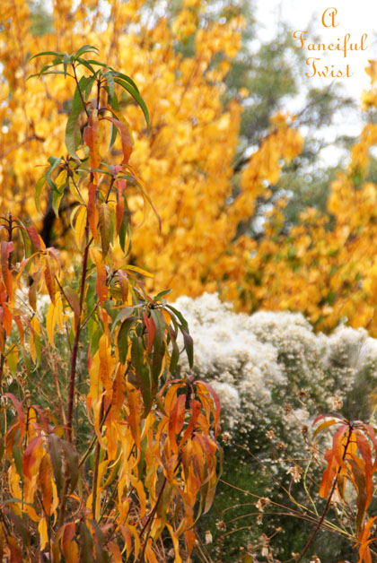 Fall garden 15 Fall garden 15