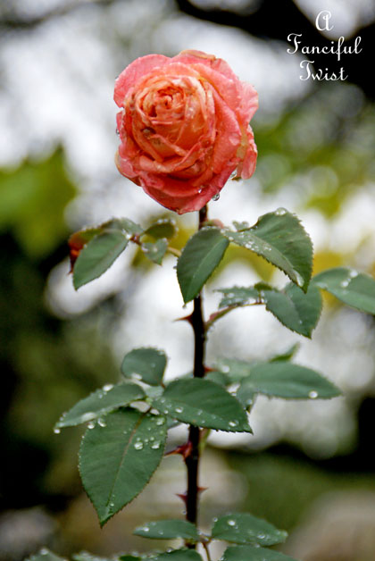 Fall garden 5 Fall garden 5