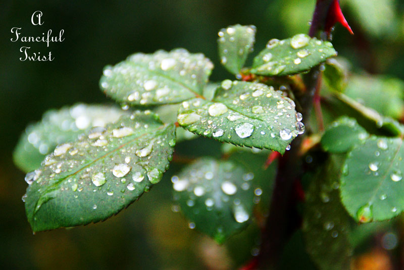 Fall garden 6 Fall garden 6