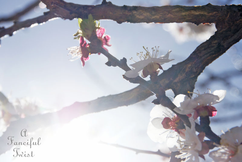 Blossoms 8 Blossoms 8