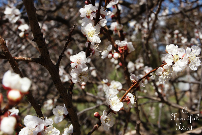 Blossoms 10 Blossoms 10
