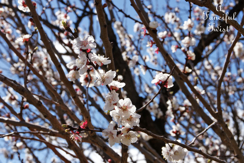 Blossoms 6 Blossoms 6