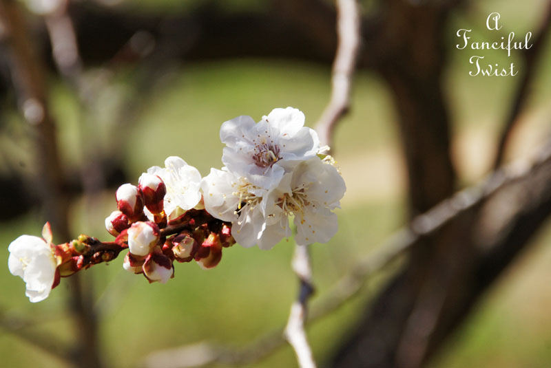 Blossoms 9 Blossoms 9