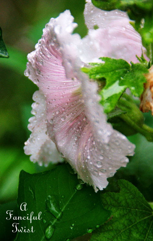 Rain flower 1 Rain flower 1