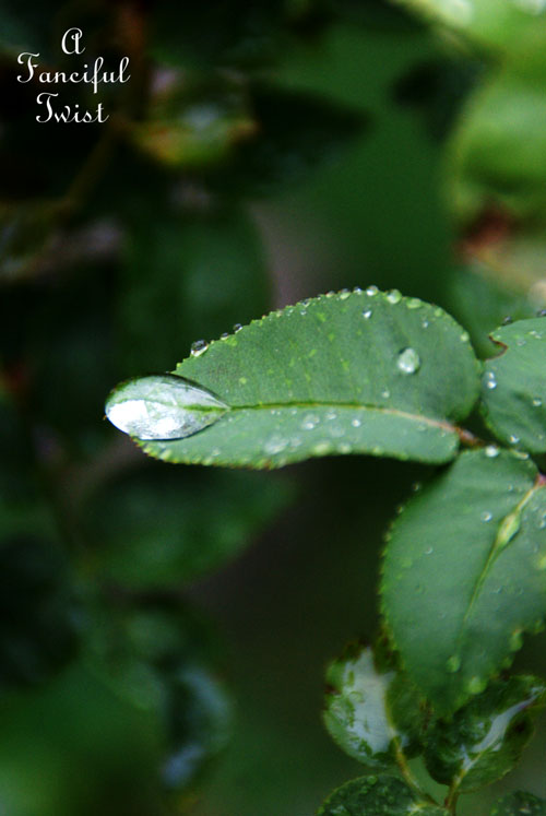 Rain flower 20 Rain flower 20