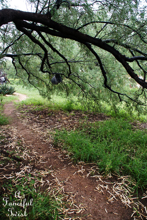 Rain flower 12 Rain flower 12