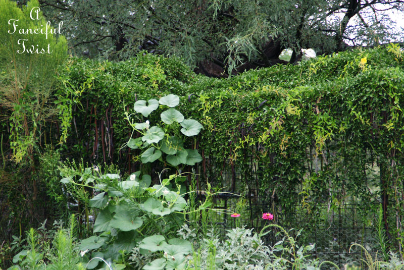 Rain flower 10 Rain flower 10