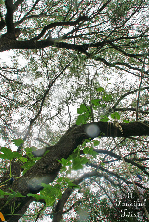 Rain flower 16 Rain flower 16