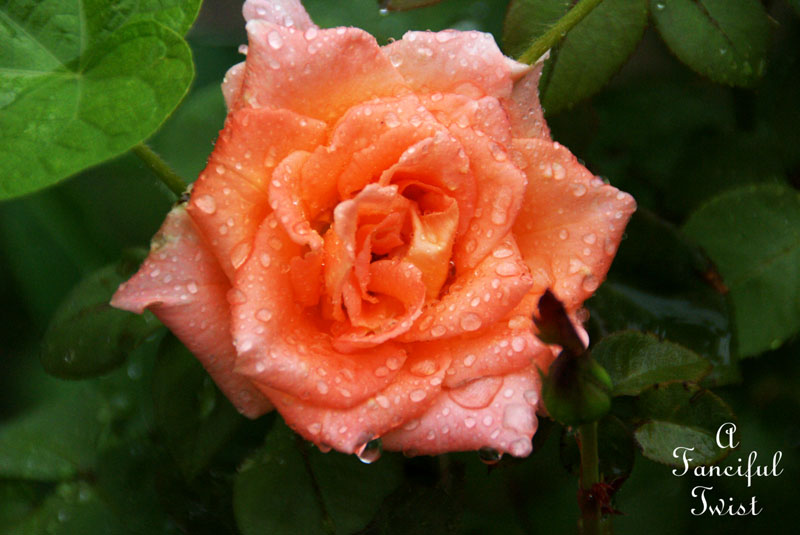 Rain flower 21 Rain flower 21