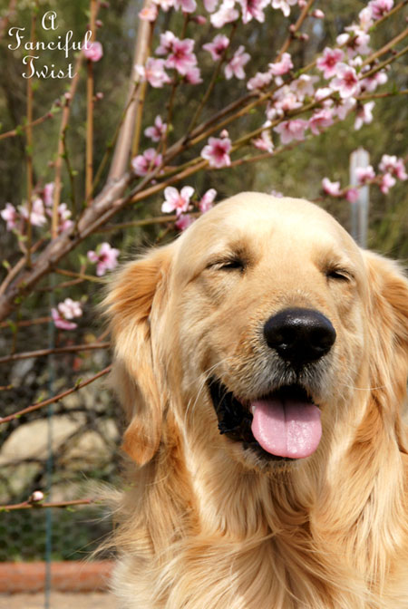 Blooming 4 Blooming 4