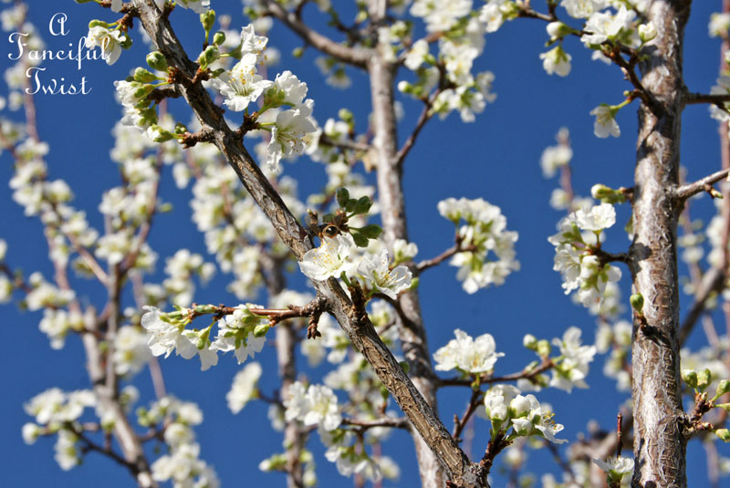Blooming 20 Blooming 20