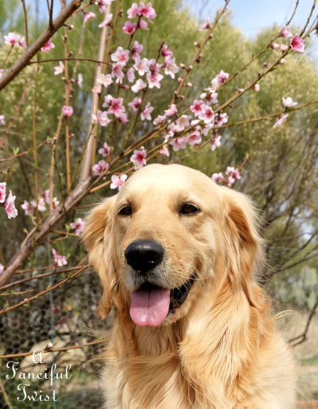 Blooming 3 Blooming 3
