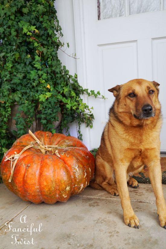 Orange season 8 Orange season 8