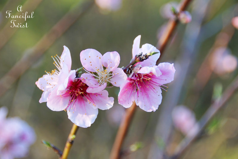 Spring magic 17 Spring magic 17