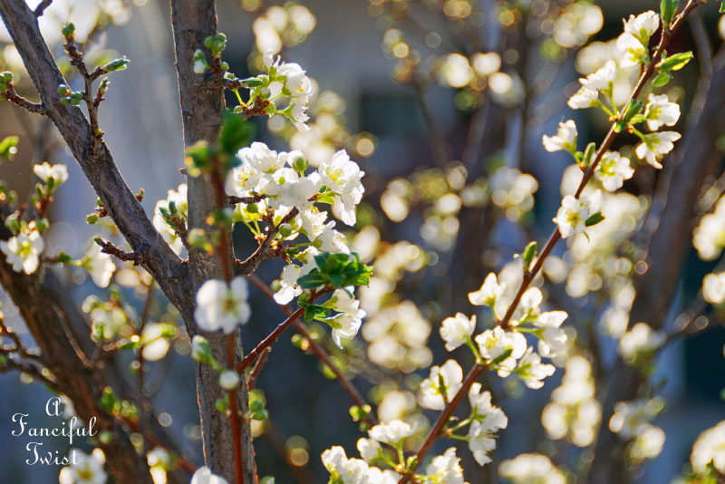 Spring magic 11 Spring magic 11