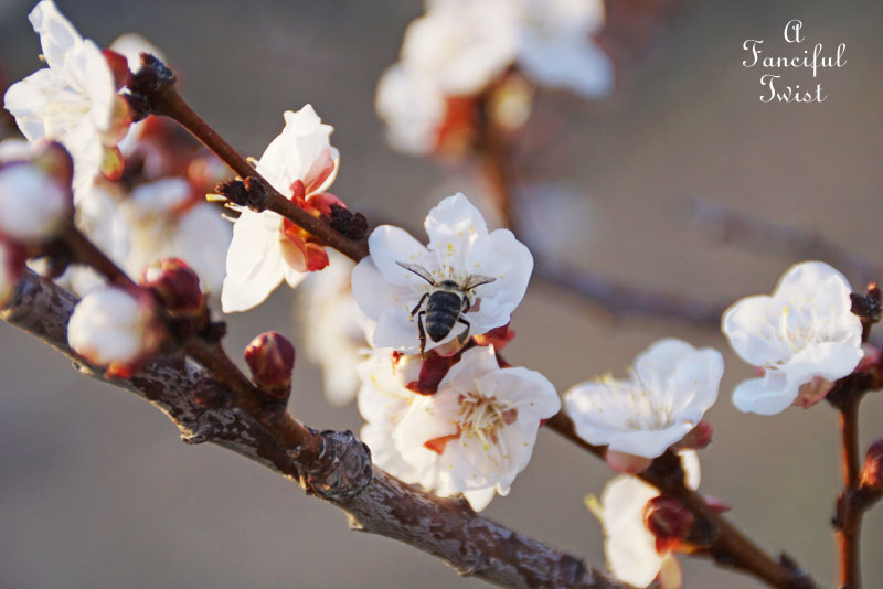 Spring magic 20 Spring magic 20