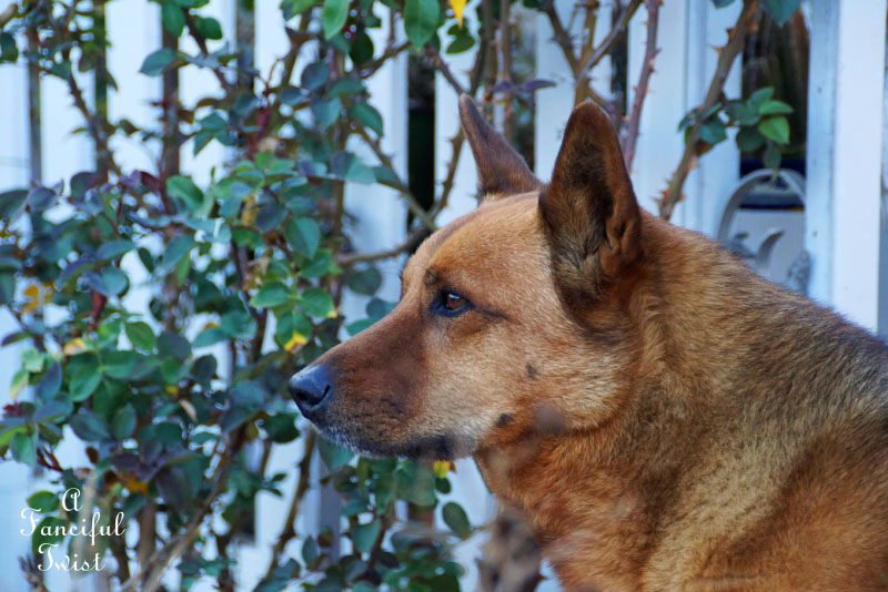 Spring magic 16 Spring magic 16